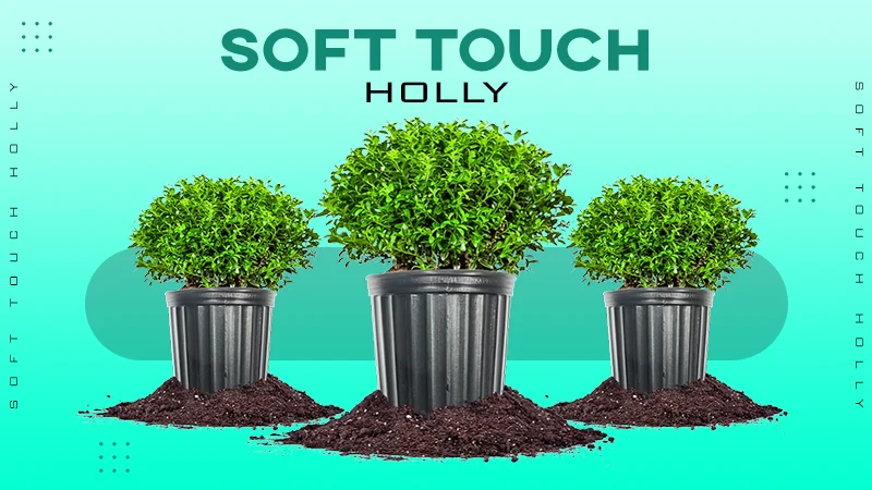 soft touch holly