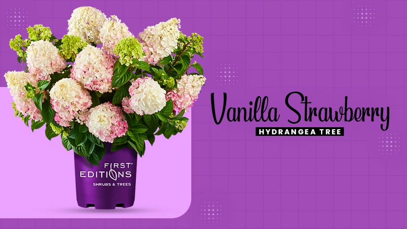 vanilla strawberry hydrangea tree