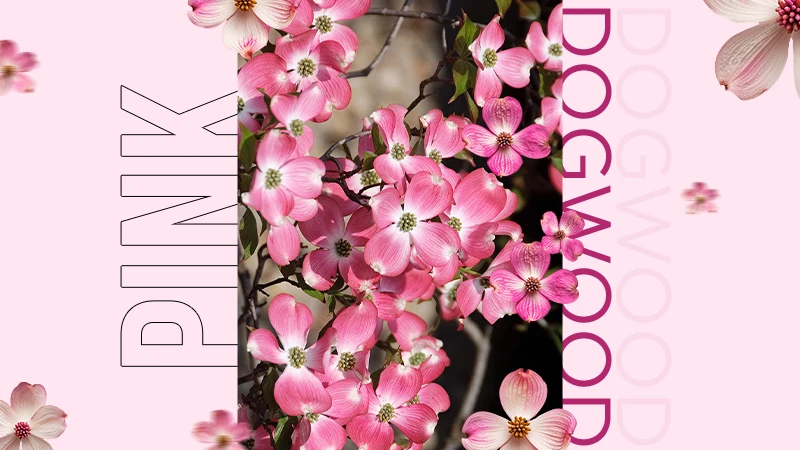 Tree Pink Dogwood