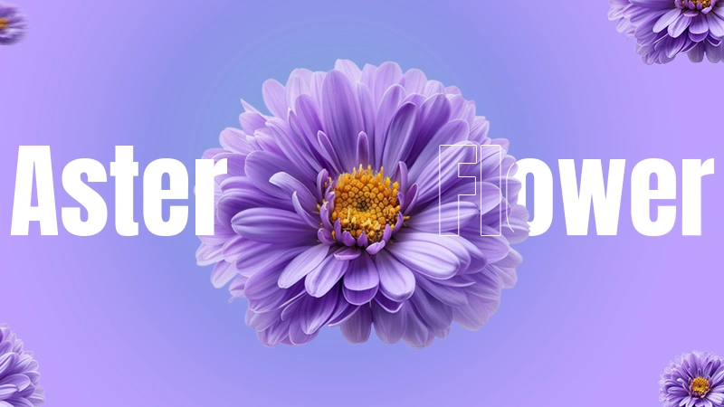 aster