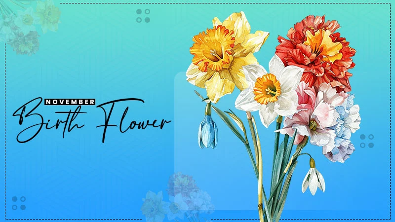 november birth flower