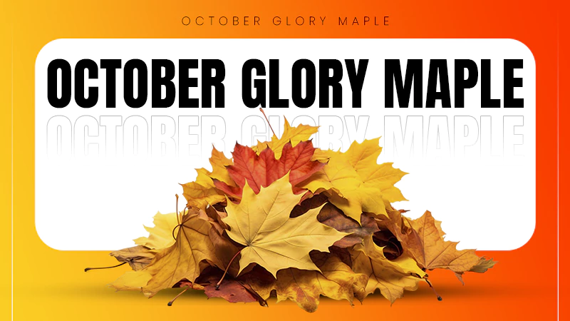 oct maple