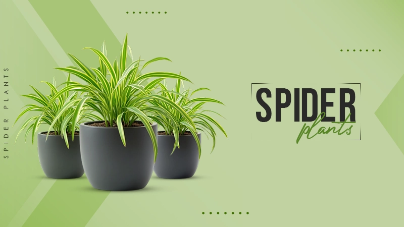 spider plants