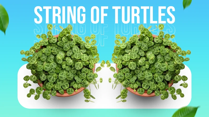 string of turtles