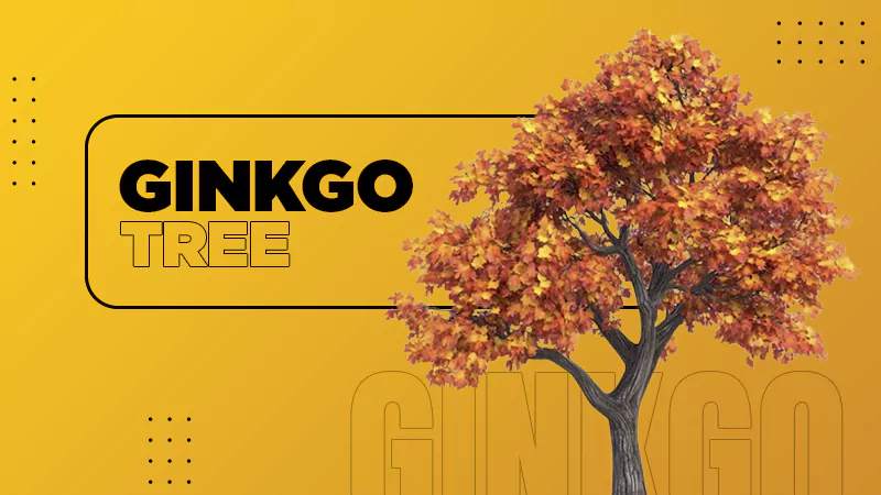 Ginkgo Tree