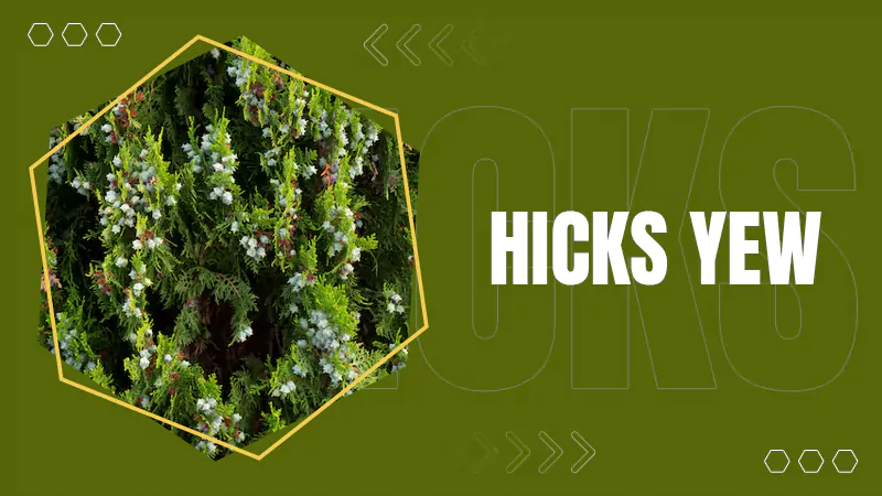 Hicks Yew