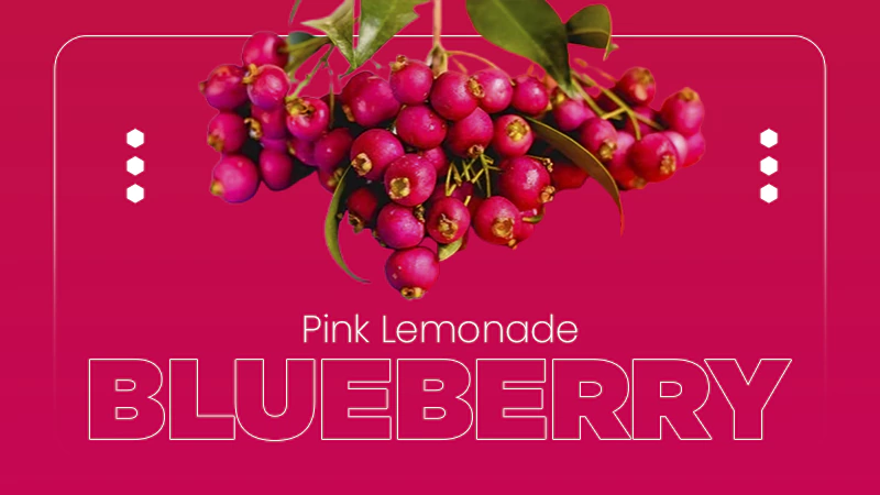 Pink Lemonade Blueberry