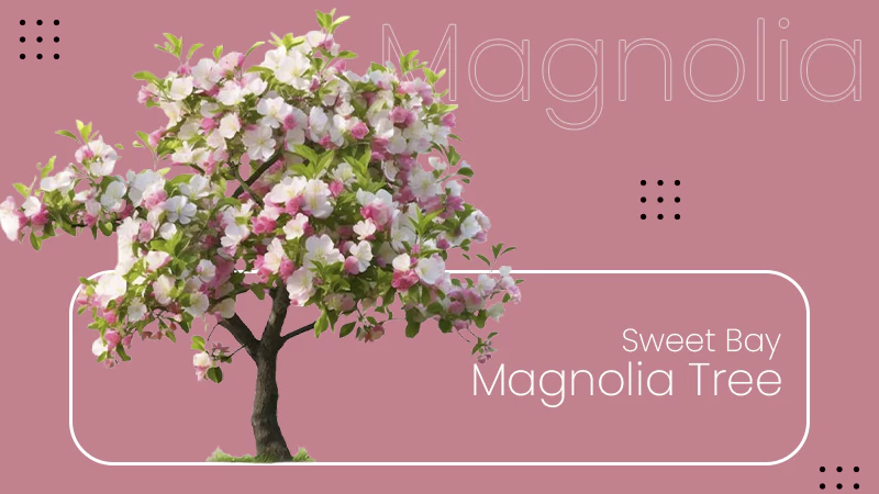 Sweet Bay Magnolia Tree
