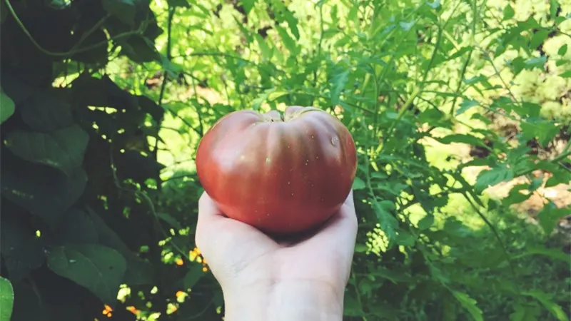 Tomato Plant Image