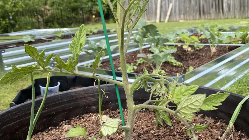 Tomato Plant Image