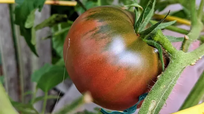Tomato Plant Image