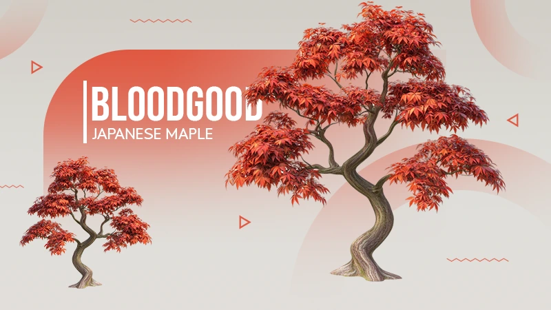 bloodgood japanese maple