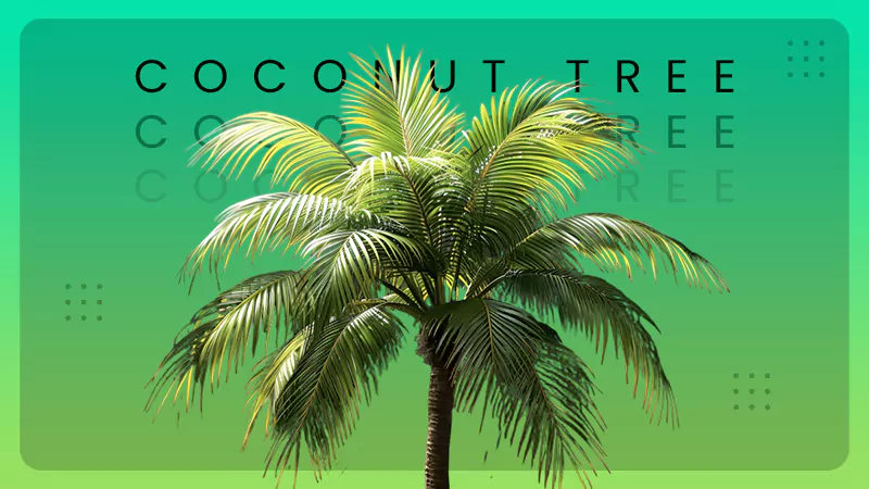 coconut tree