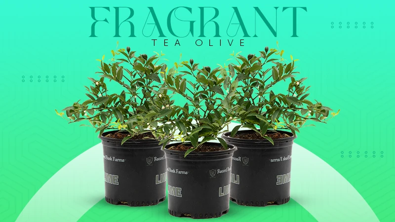 fragrant tea olive