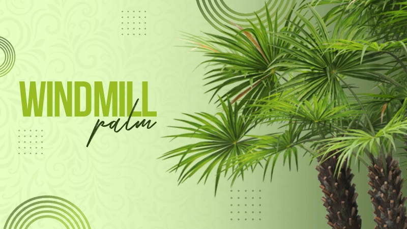 windmill palm