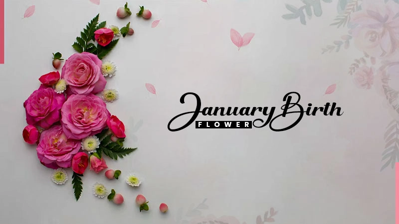 january birth flower