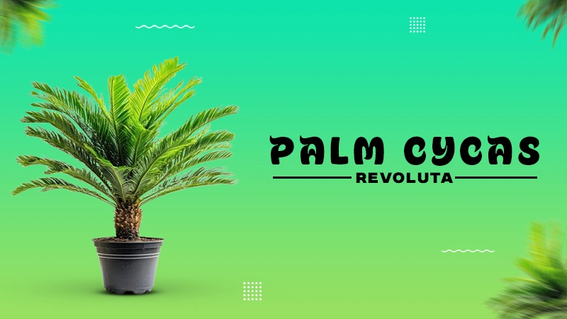 palm cycas relovuta