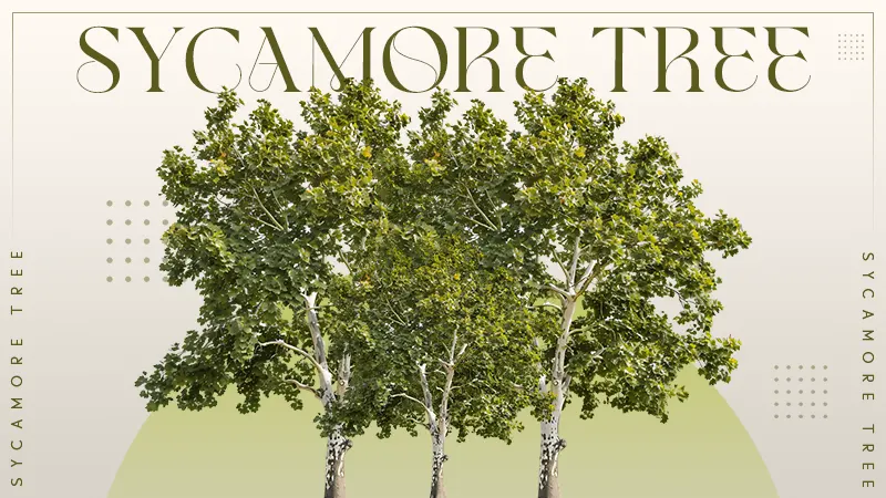 sycamore tree