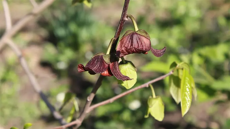 A.triloba flowerss