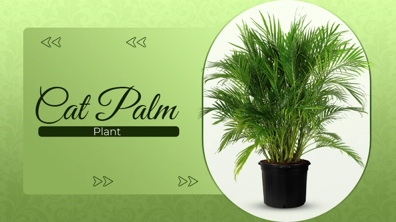 Cat Palm