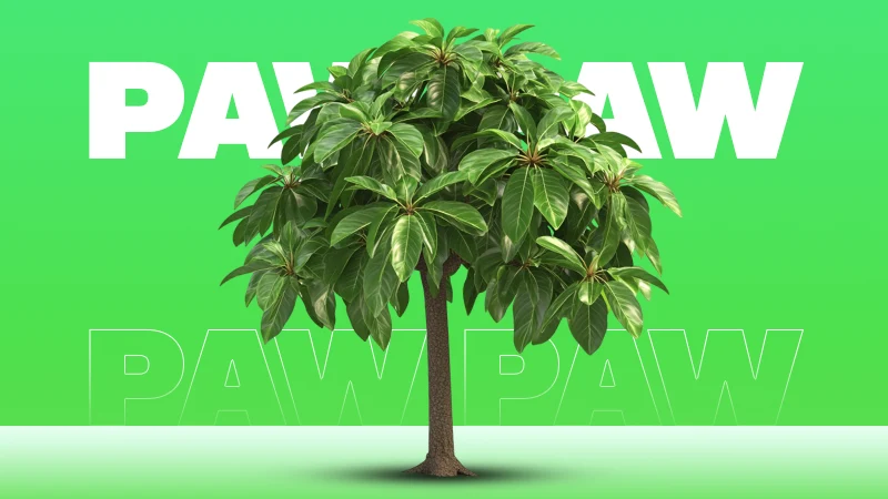 Paw Paw Tree For Sale