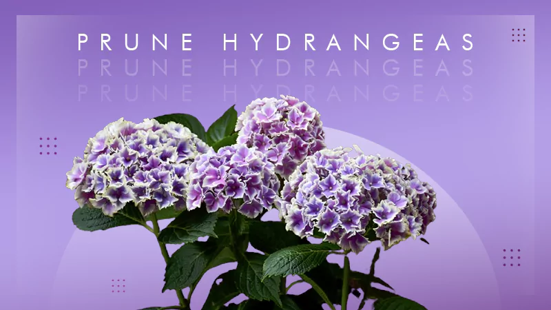 Prune Hydrangeas