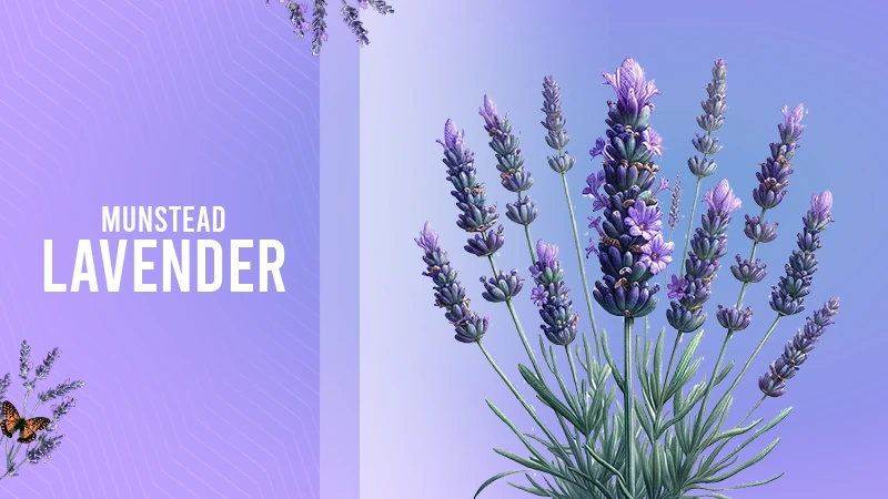 flower munstead lavender