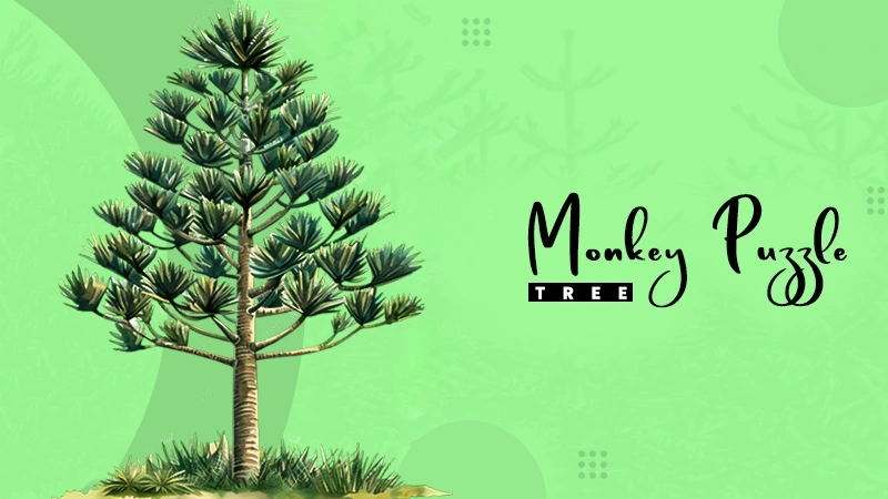monkey puzzle tree
