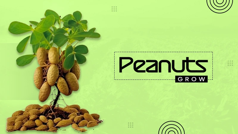 peanuts grow