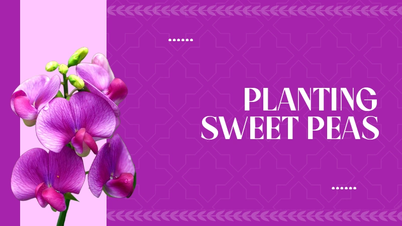 planting sweet peas