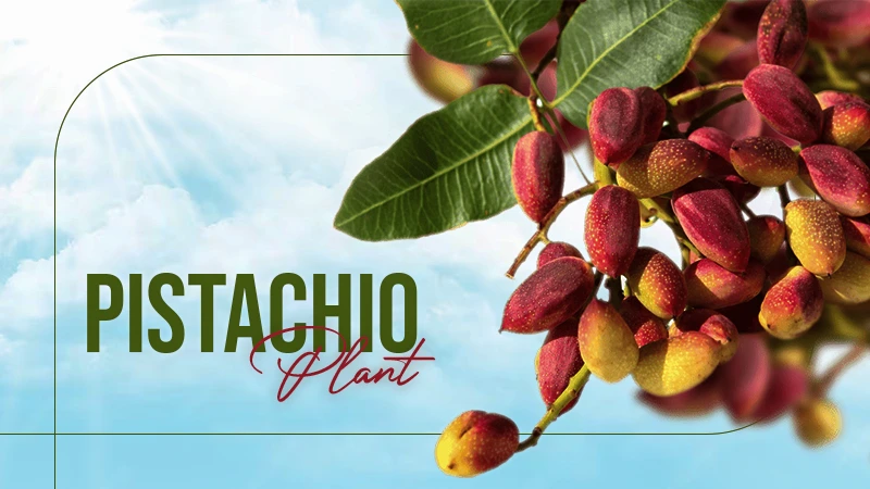 pistachio plant