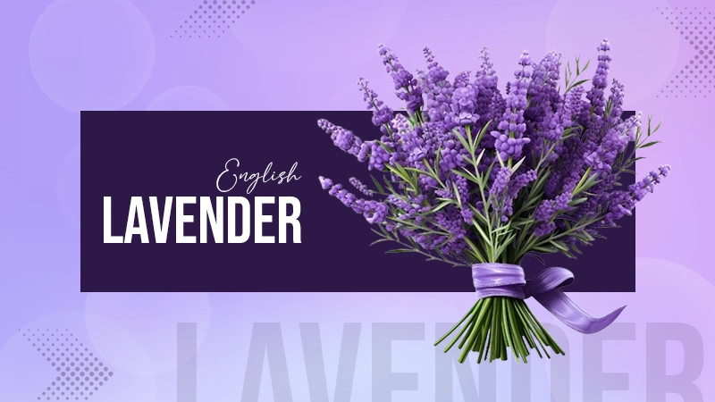 ENGLISH LEVENDER