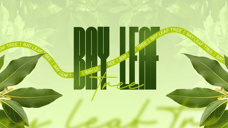 bay leaf tree