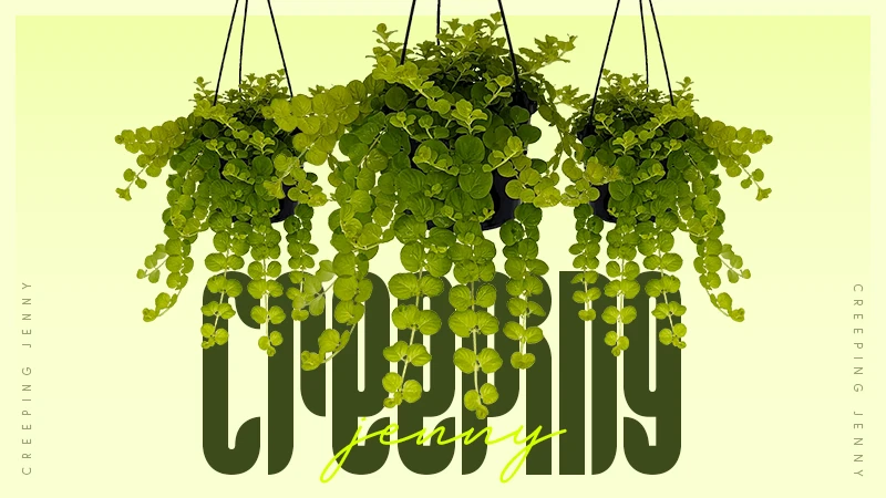 creeping jenny