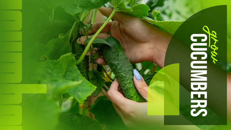 grow cucumbers