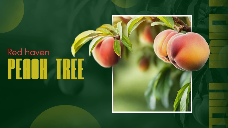 red haven peach tree