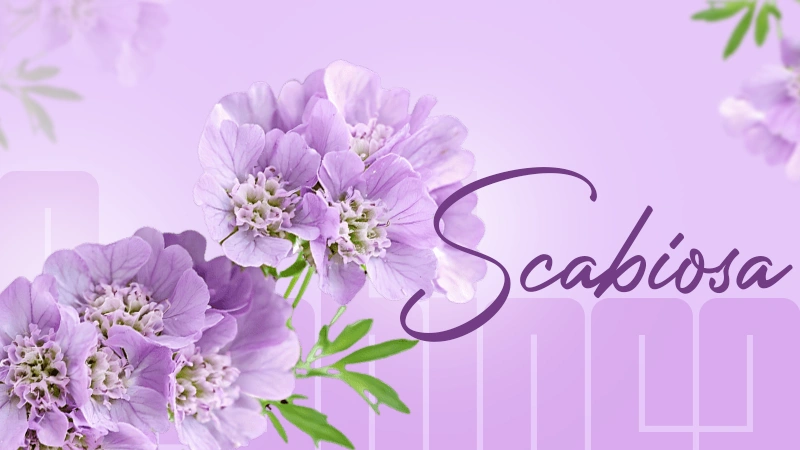 scabiosa