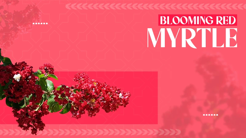 BLOOMING RED MYTLE