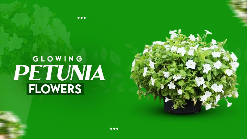GLOWING PETUNIA FLOWER
