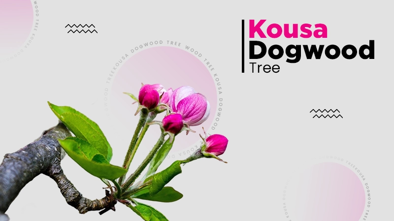 Kousa Dogwood Tree