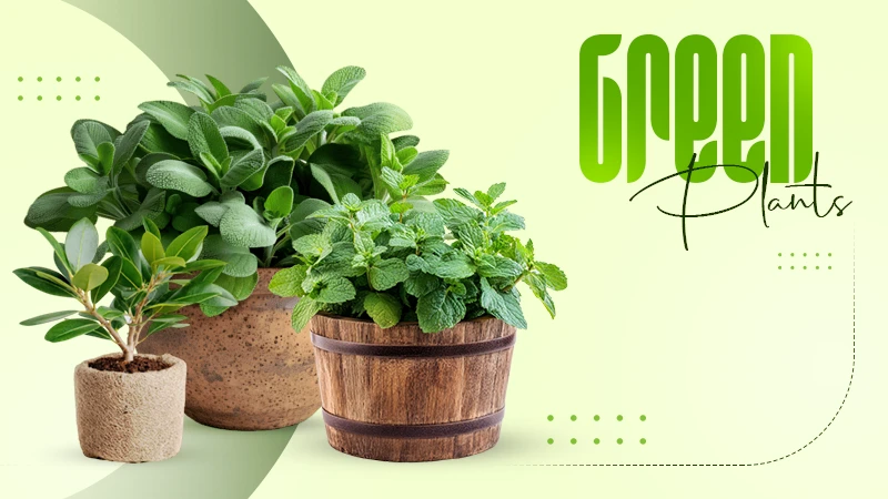 Plants
