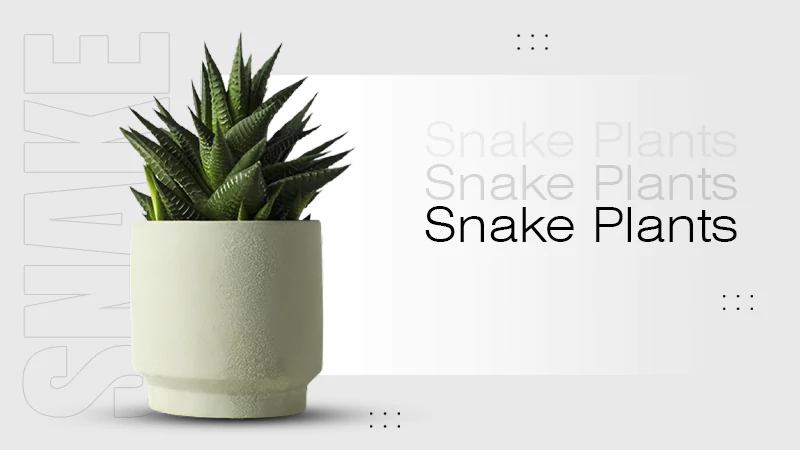 Snake Plants