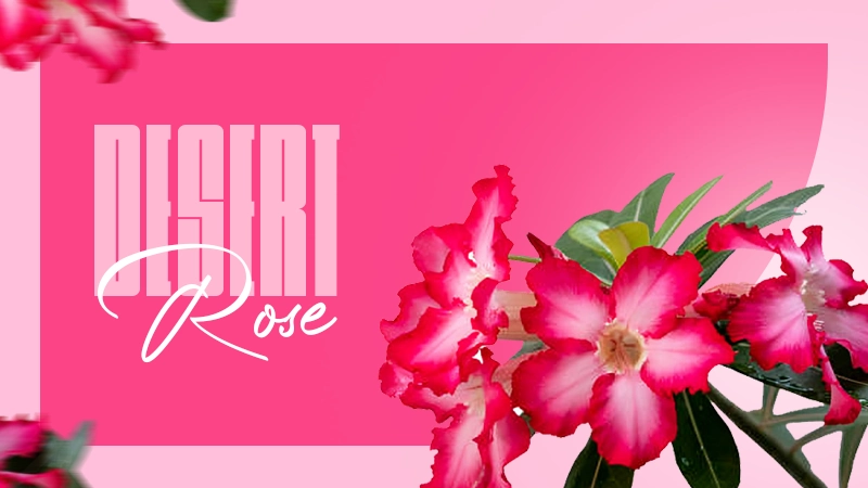 desert rose