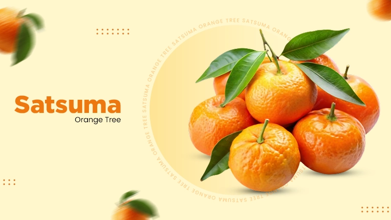 satsuma