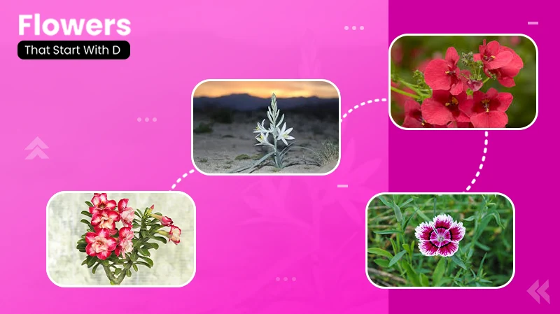 30 Flowers That Start With D