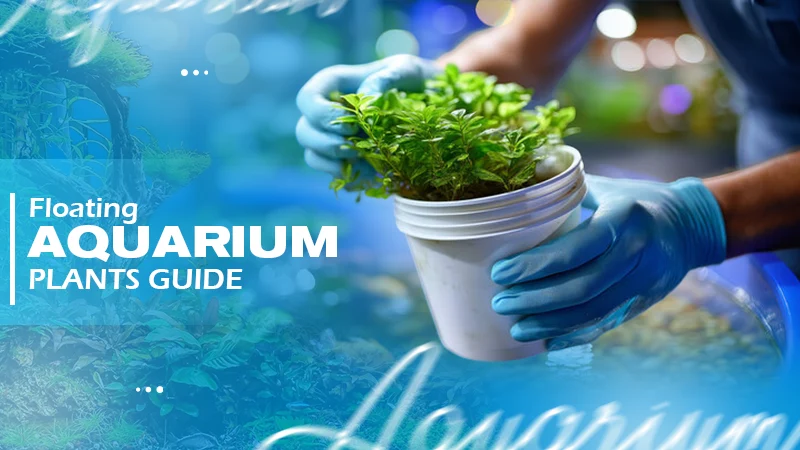 floating aquarium plants guide